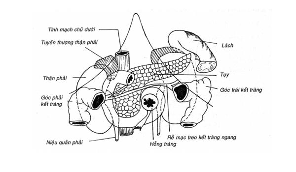 Đặc điểm giải phẫu tụy: Vị trí, cấu tạo và chức năng