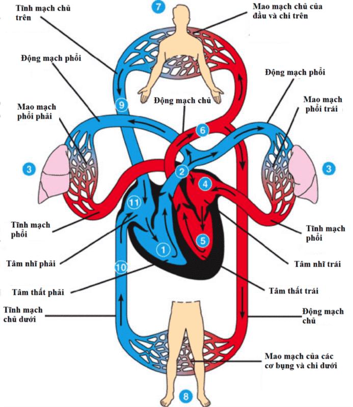 Tất tần tất các bộ phận trên cơ thể người bạn nên biết