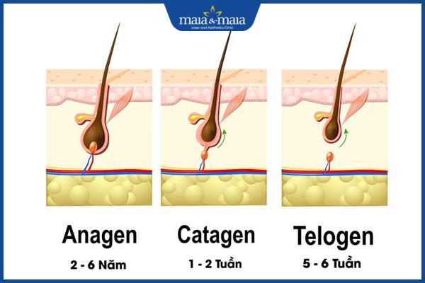 Tóc rụng có mọc lại được không? Tóc khó mọc lại phải làm sao?