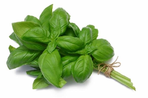 Basil là gì? Basil dùng để làm gì? Lá basil mua ở đâu?