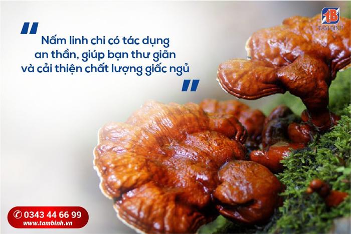 tác dụng của nấm linh chi với giấc ngủ