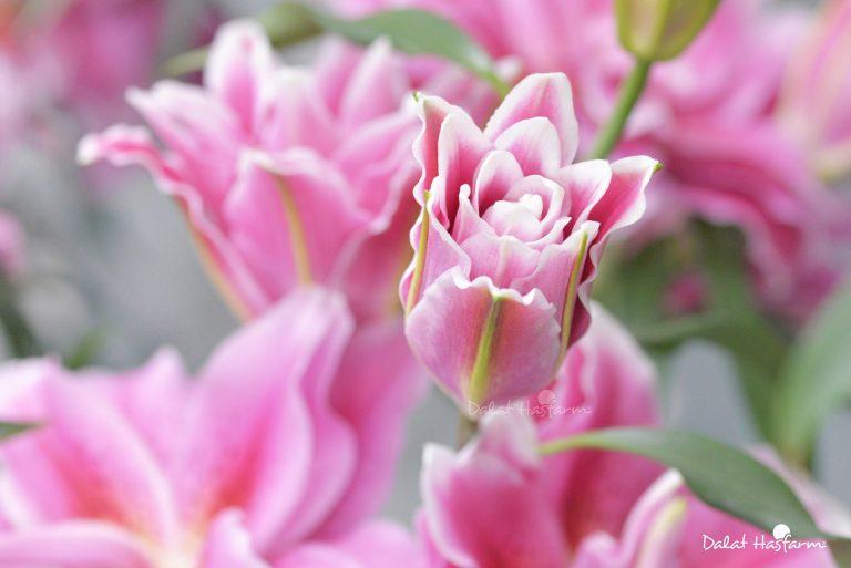 Roselily (Ly kép): Ưu điểm, ý nghĩa và cách chăm sóc để giữ hoa tươi lâu
