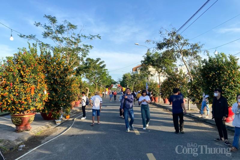 Chiêm ngưỡng những cây quật thế độc đáo tại “thủ phủ” quật miền Trung