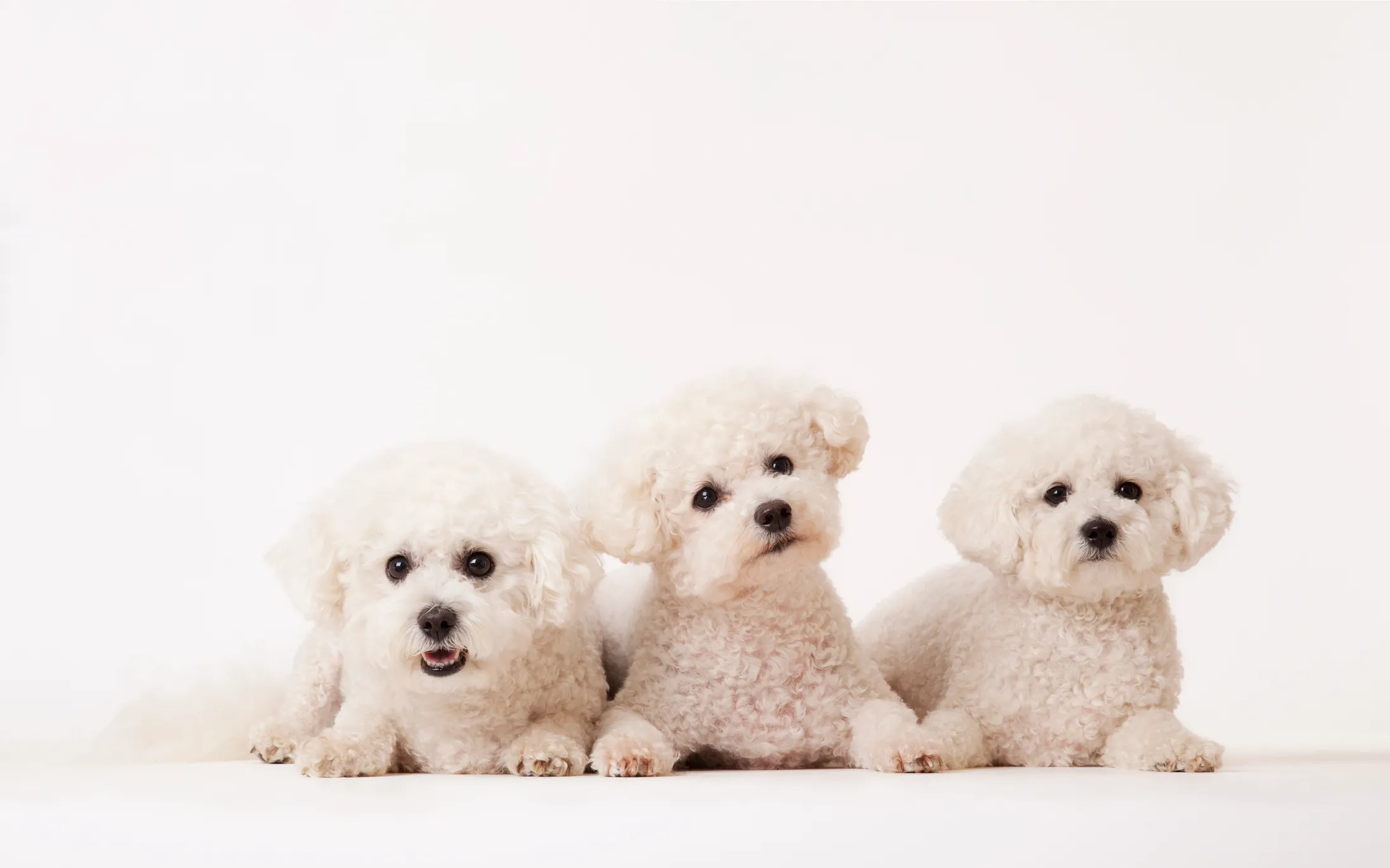 three small white Bichons sitting against a studio backdrop