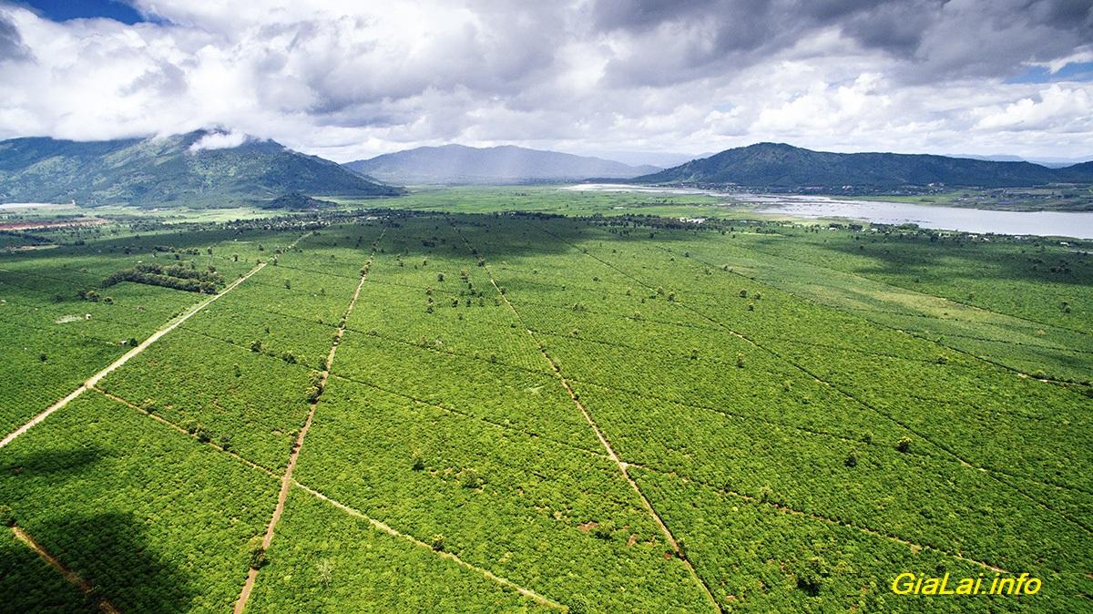 Biển Hồ Chè Gia Lai