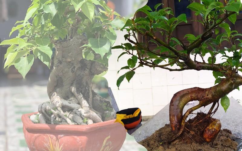 Những Cây Bonsai Đẹp Nhất Việt Nam 2023