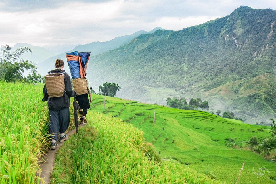 Chơi gì ở Sapa Trekking bản Lao Chải - Tả Van