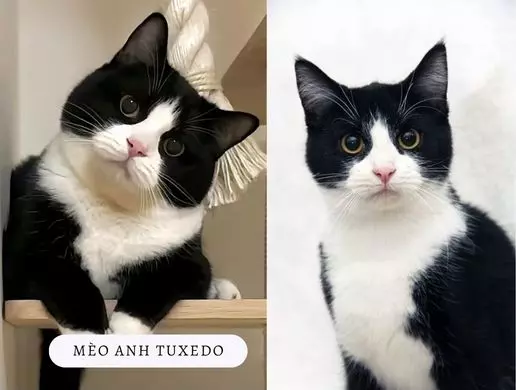 Mèo Anh Tuxedo được ví như những quý ông trong giới mèo