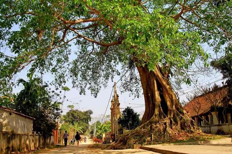 Cây đa được trồng nhiều tại các nước châu Á.