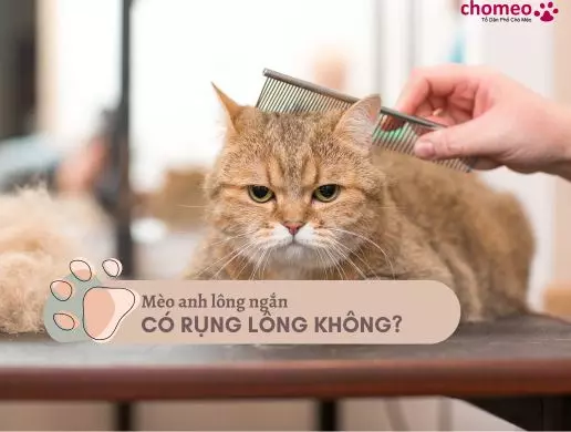 Mèo Anh lông ngắn có rụng lông không