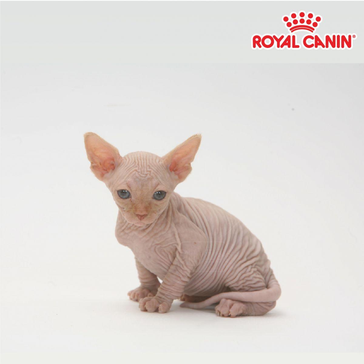 meo-sphynx