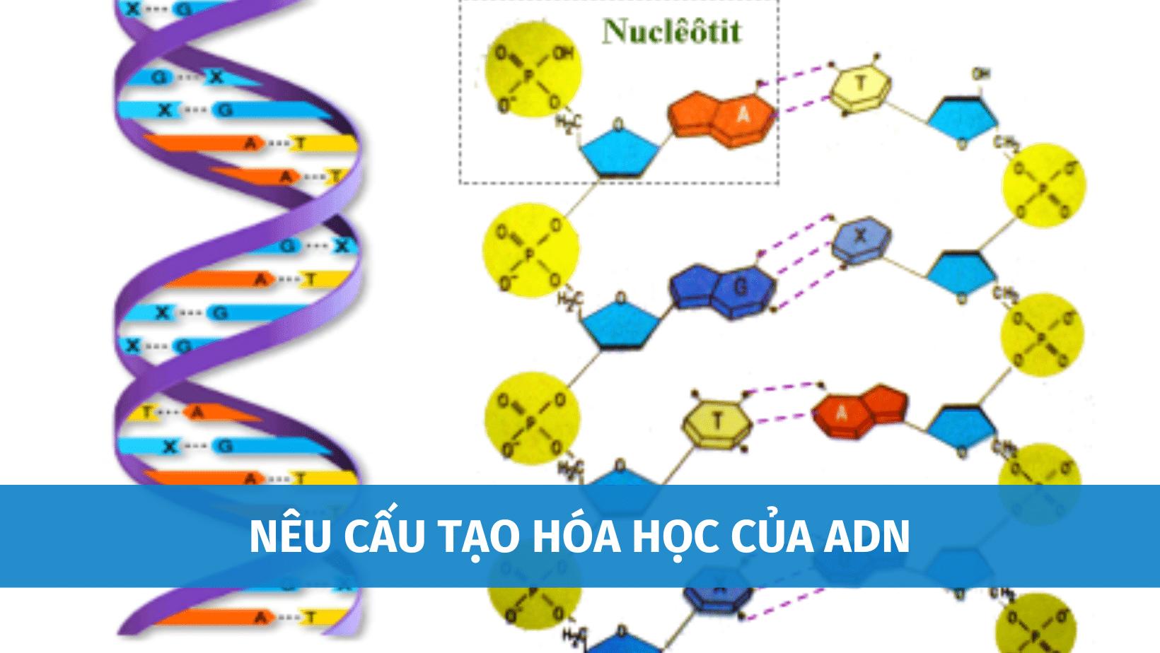 Nêu cấu tạo hóa học của ADN