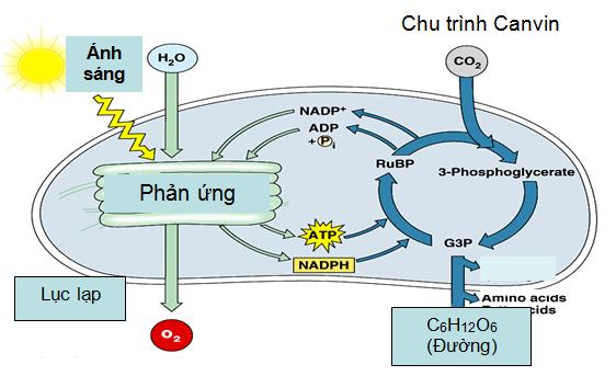 Pha sáng là pha chuyển hóa năng lượng ánh sáng đã được diệp lục hấp thụ thành năng lượng của các liên kết hóa học trong ATP và NADPH.