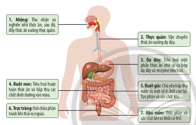 Bài 30. Trao đổi nước và các chất dinh dưỡng ở động vật trang 137, 138, 139, 140, 141, 142 Khoa học tự nhiên 7 - Chân trời sáng tạo </>