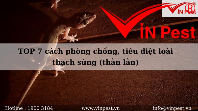 TOP 7 cách phòng chống, tiêu diệt loài thạch sùng (thằn lằn)