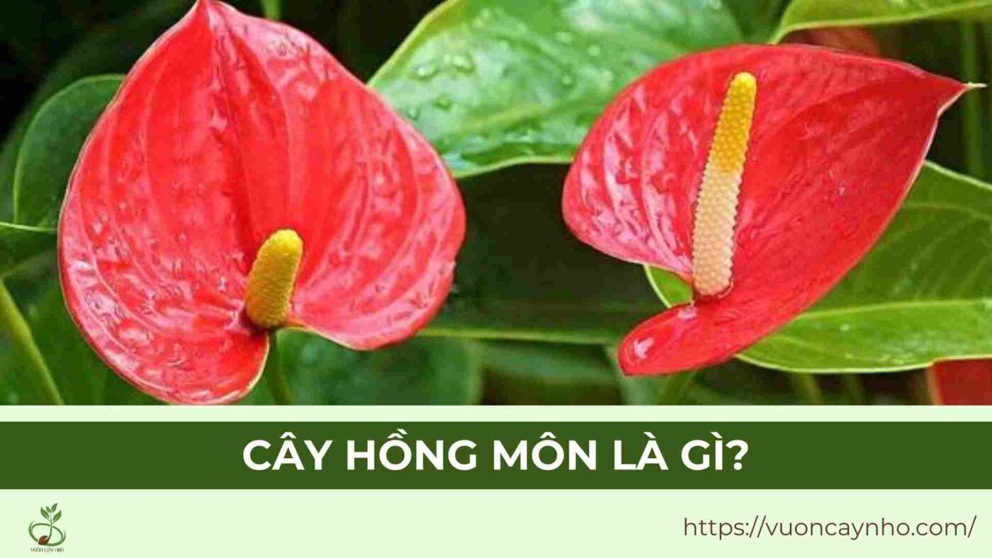 cay hong mon