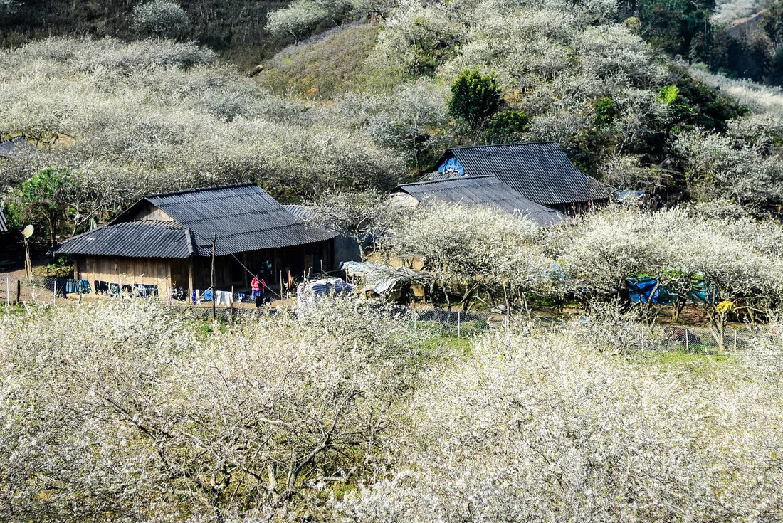 mùa hoa mận mộc châu