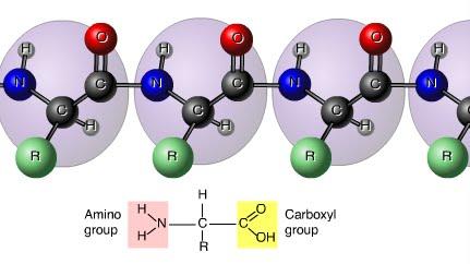 cấu trúc phân tử của axit amin