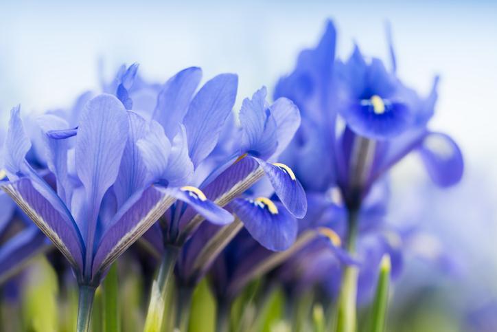 Purple flowers